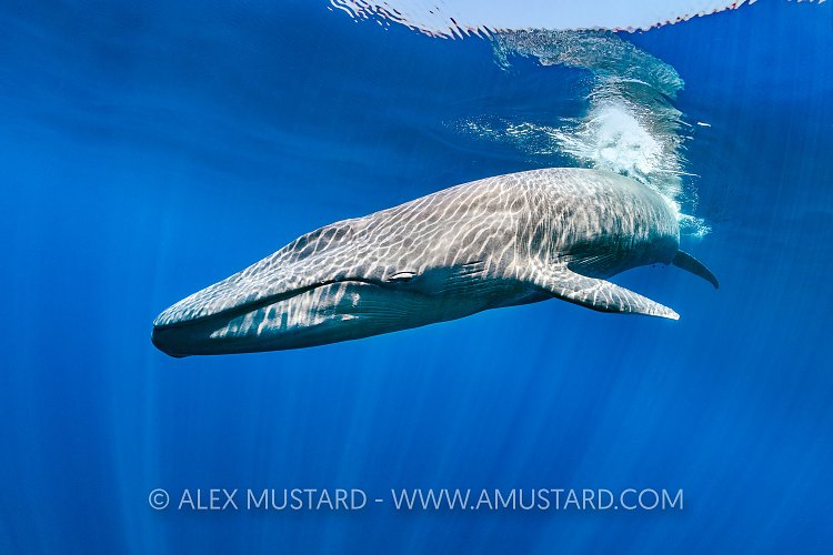 Blue Whale. Sri Lanka