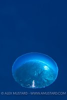 Bubble. Cayman Islands