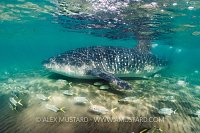 Whale Shark In Shallows. Mexico