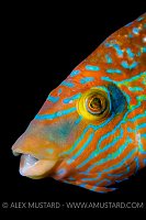 Snooted Wrasse. UK