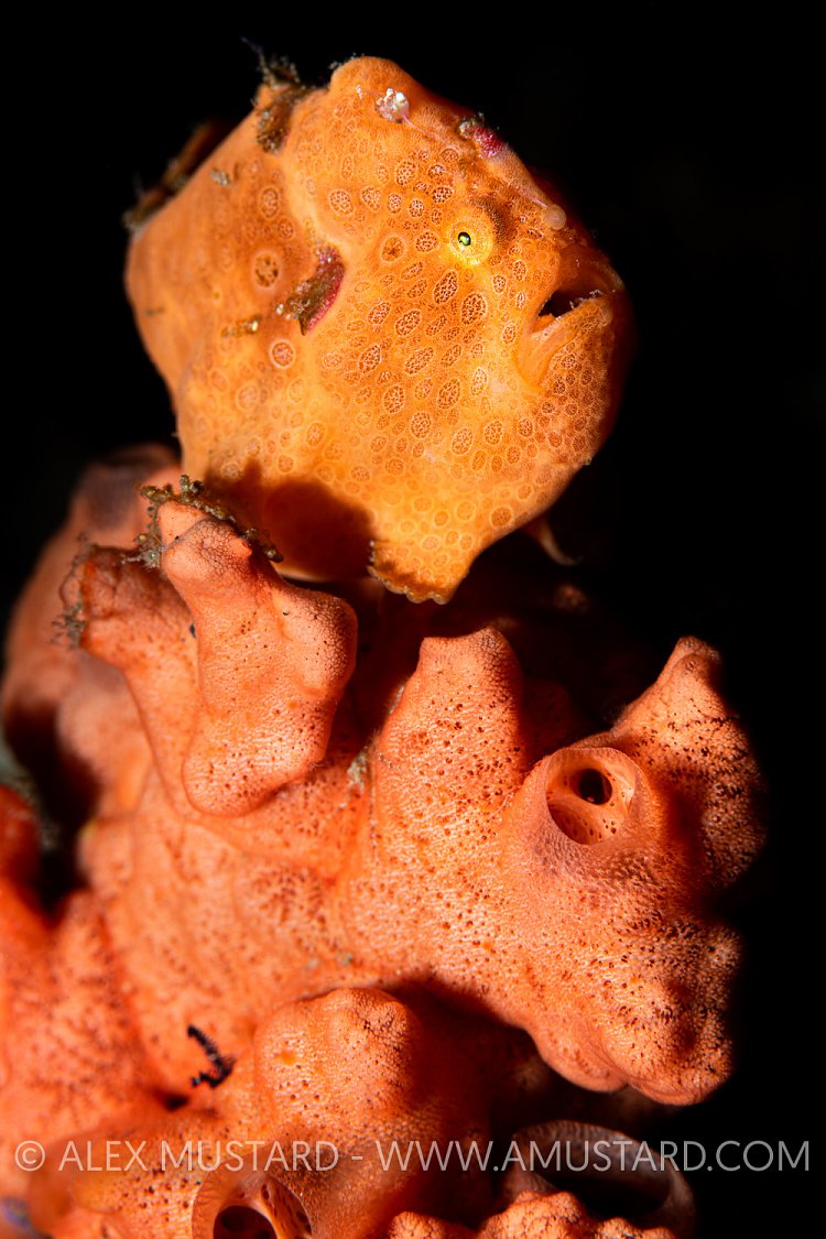 Painted Frogfish Portrait, Indonesia