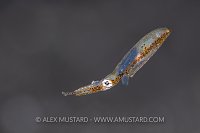 Pygmy Squid, Indonesia