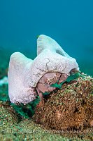 Sponge Crab WIth Sea Squirt. Philippines