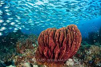 Barrel Sponge And Jacks, Indonesia