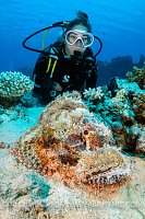 Diver WIth Scorpionfish, Egypt.