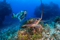A diver (Becca Nutsch) encounters a Caribbean spiny lobster: Panulirus argus) on a coral reef. East End, Grand Cayman, Cayman Islands, British West Indies. Caribbean Sea.