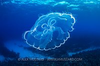 Moon Jellyfish. Cayman Islands