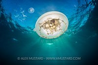 Jellyfish Lightbulb. Egypt