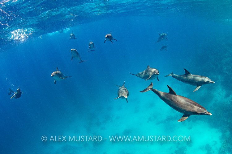Swimming with Dolphins. Egypt