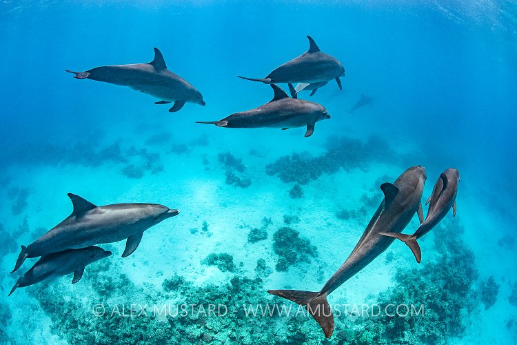 Dolphins Over Reef. Egypt