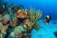 Diver On Coral Reef. Cayman Islands