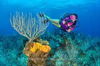 Diver On Coral Reef. Cayman Islands