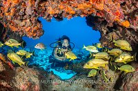 Diver With Reef Fish. Cayman Islands