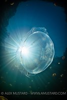 Jellyfish Lake, Indonesia