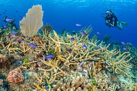 Diver Over Staghorn Reef, Cayman Islands