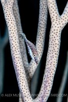 Slender Filefish, Cuba