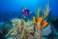 Diving Past Corals, Cayman Islands