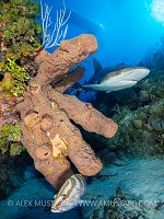 Shark, Sponge, Grouper, Cuba