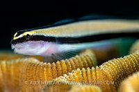 Cleaning Goby Close Up, Cuba