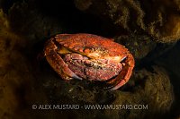 Mating Crabs, Canada