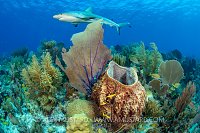 Shark Over Reef, Cuba