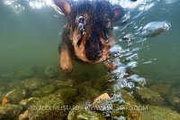 Dog Underwater, UK