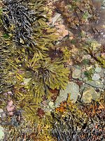 Seaweeds Around Rockpool, UK