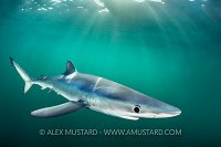 Blue Shark In Sun Beams, UK