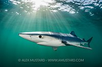 Blue Shark In Sun Beams, UK