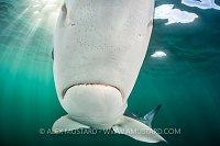 Blue Shark Up Close, UK