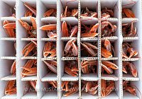 Lobster Catch, UK