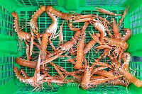Lobster Catch, UK