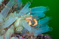 Spider Crab On Sea Vases, UK