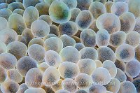Bubble Coral Detail, Maldives