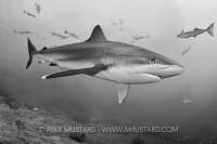 Silvertip Shark. Fiji