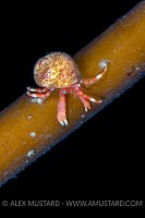Hermit Crab On Kelp, UK