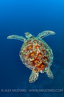 Green Turtle In Blue. Maldives