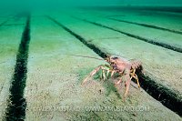 Crayfish On Planks, UK