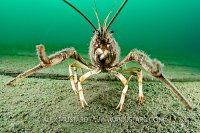 Signal Crayfish, UK