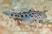 Leopard Spotted Goby, UK