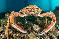 Spider Crab, UK