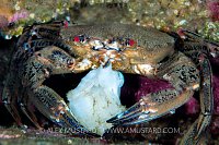Swimming Crab Scavenging, UK