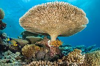 Table Coral, Maldives