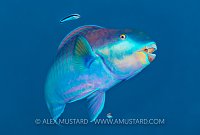 Parrotfish Spa, Maldives