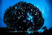 Table Coral Silhouette, Egypt