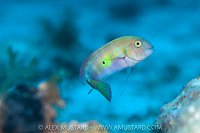 Green Razorfish, Cayman Islands