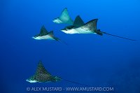 Eagle Rays Flying In Formation, Maldives