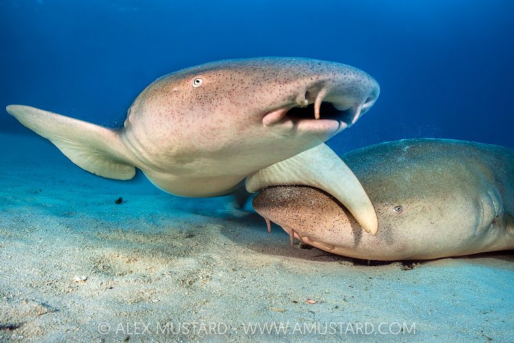 Pair Of Nurse Sharks, Maldives