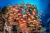 Glassfish And Soft Corals, Egypt