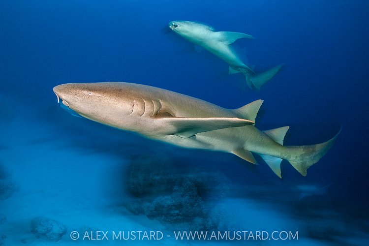 Nurse Sharks Swimming At Dusk, Maldives
